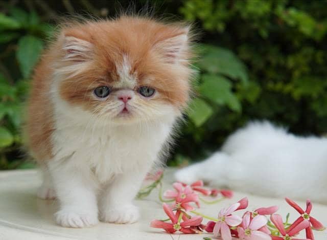 high quality kitten|Punch face Kittens|persian cat|cute|tripple|fluffy 5