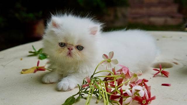 high quality kitten|Punch face Kittens|persian cat|cute|tripple|fluffy 6