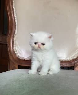 high quality kitten|Punch face Kittens|persian cat|cute|tripple|fluffy 8