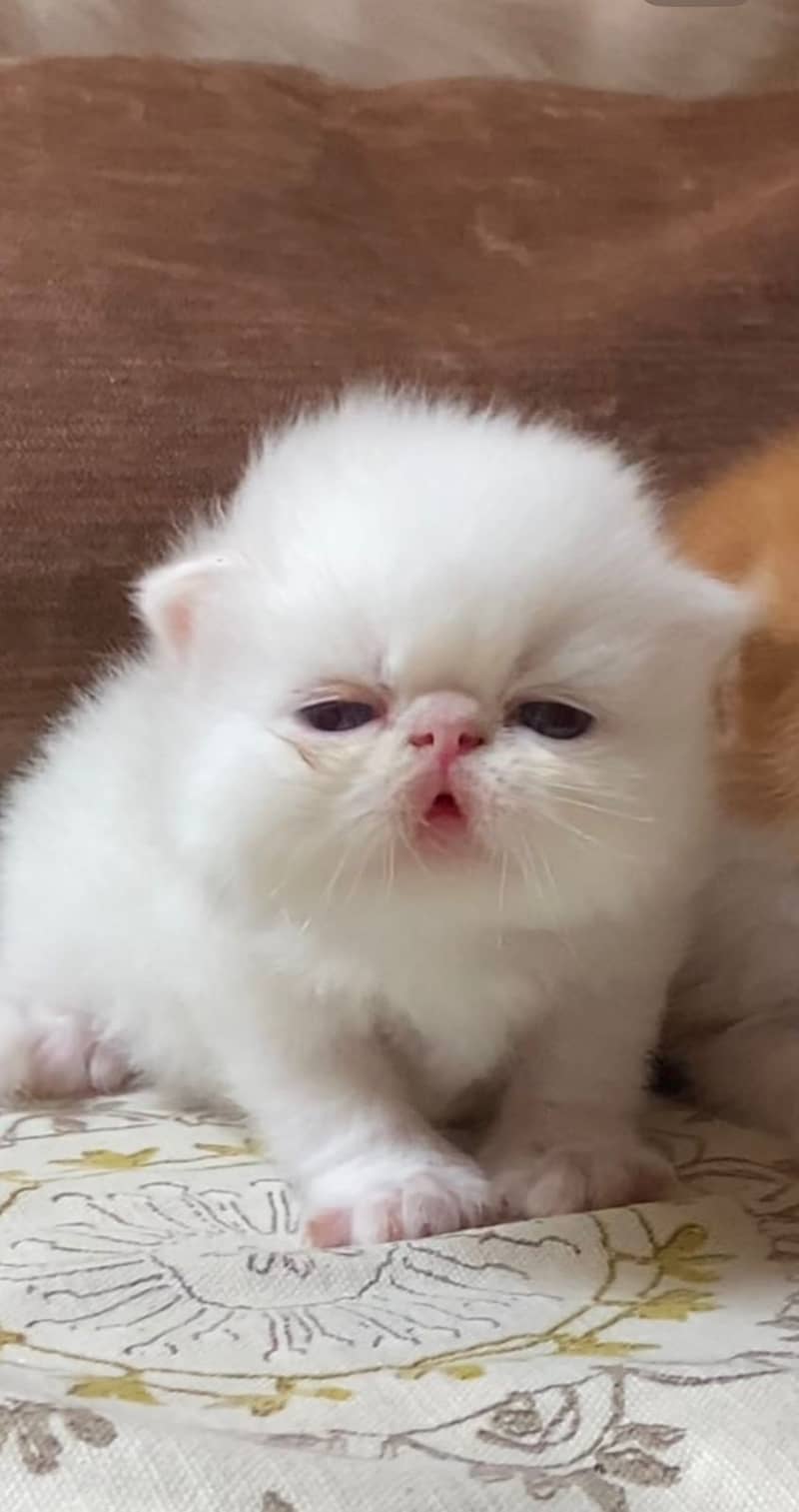 high quality kitten|Punch face Kittens|persian cat|cute|tripple|fluffy 13