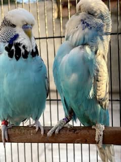 exhibition and love birds breeder pair 0