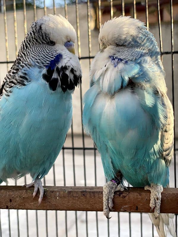 exhibition and love birds breeder pair 2