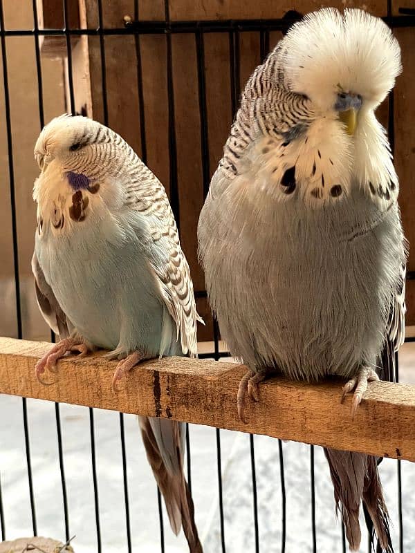 exhibition and love birds breeder pair 3