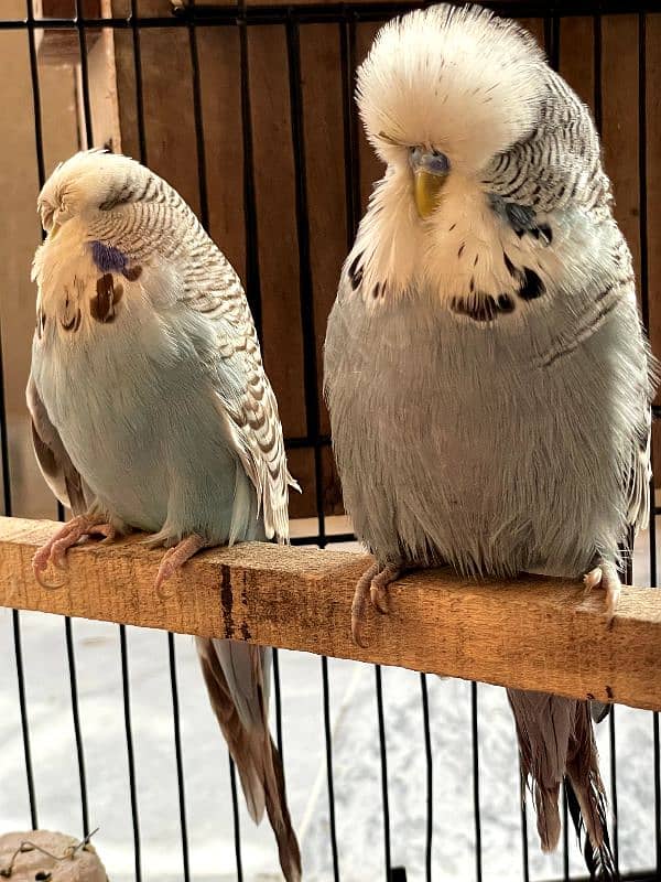 exhibition and love birds breeder pair 4