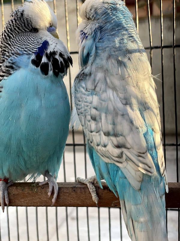 exhibition and love birds breeder pair 5