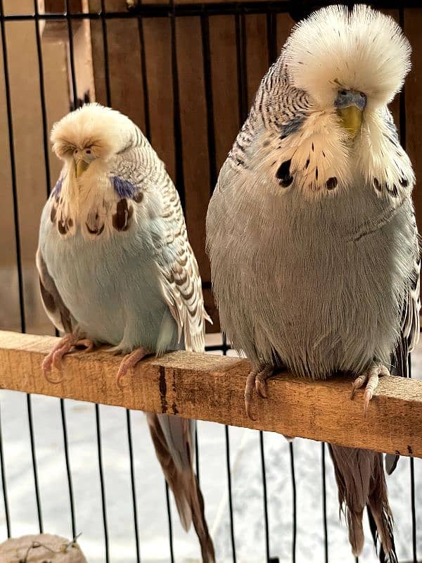 exhibition and love birds breeder pair 6