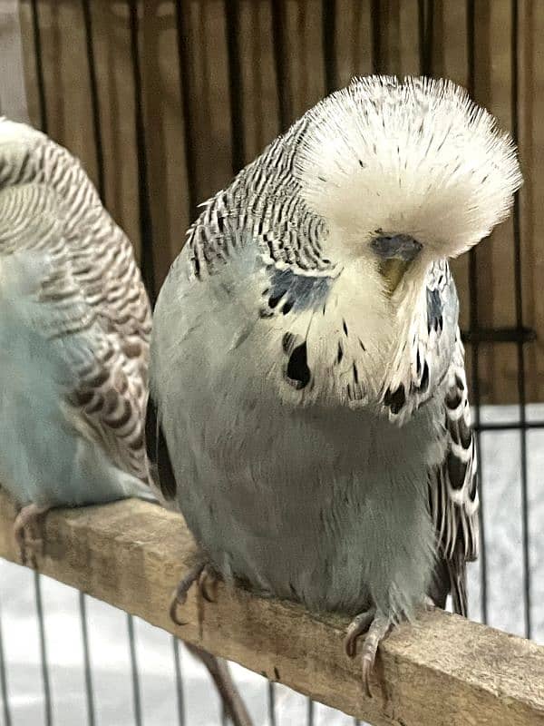 exhibition and love birds breeder pair 8