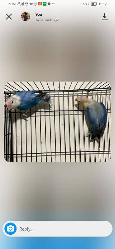 exhibition and love birds breeder pair 9