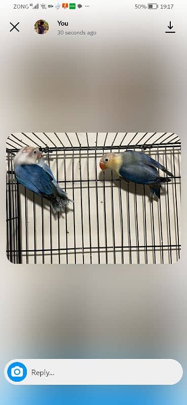 exhibition and love birds breeder pair 10