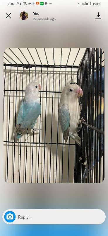 exhibition and love birds breeder pair 11