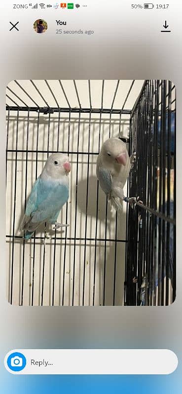 exhibition and love birds breeder pair 12