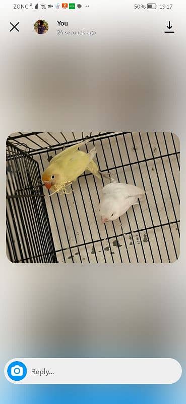 exhibition and love birds breeder pair 13