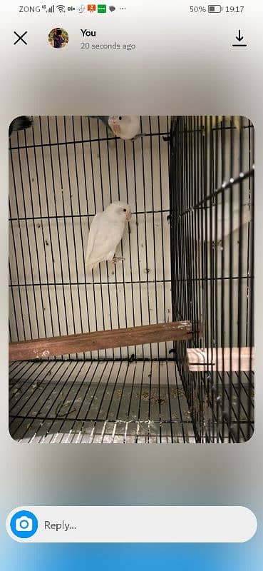 exhibition and love birds breeder pair 14