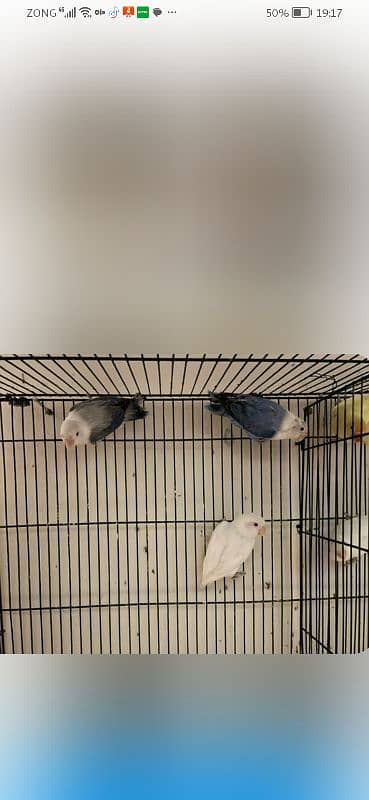 exhibition and love birds breeder pair 15