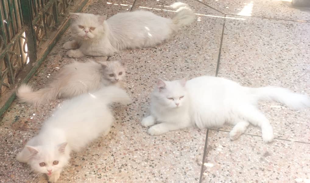 Punch Face Persian Imported Cat Male Female & Kitten 1