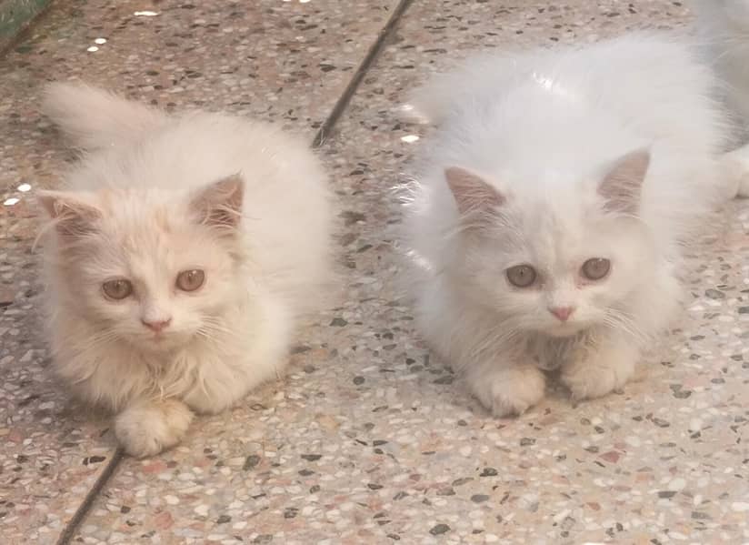 Punch Face Persian Imported Cat Male Female & Kitten 2