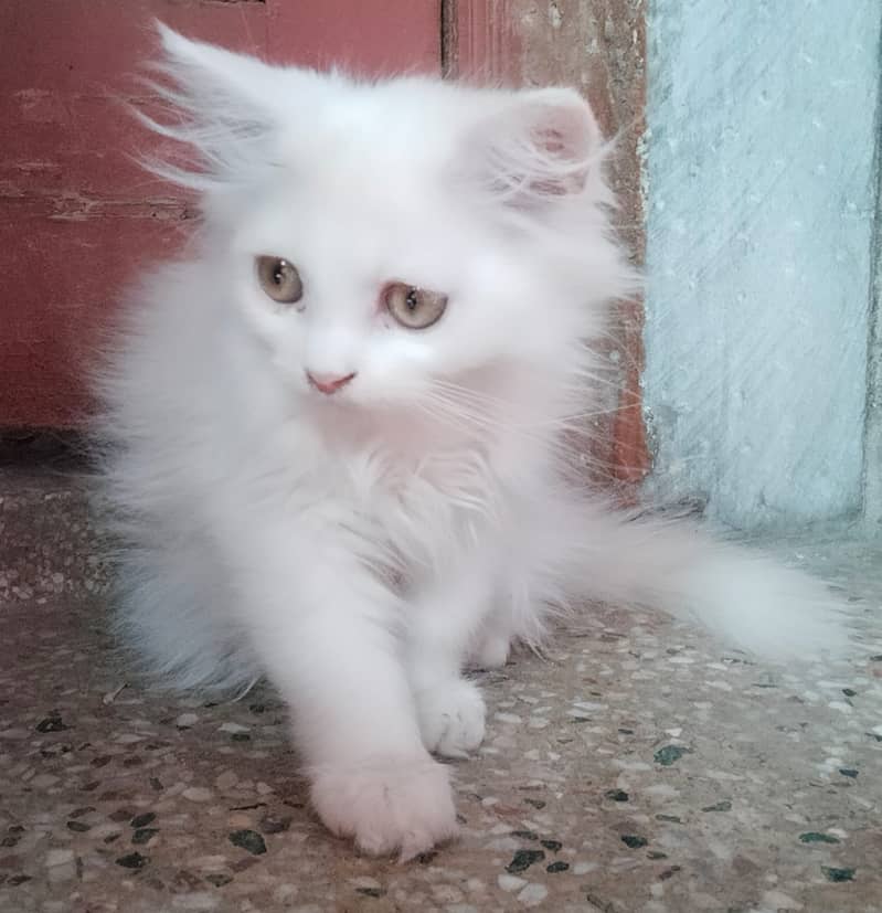 Punch Face Persian Imported Cat Male Female & Kitten 3