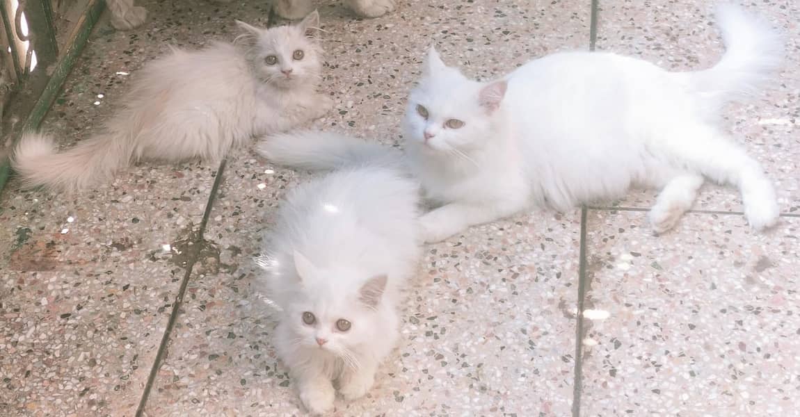 Punch Face Persian Imported Cat Male Female & Kitten 4