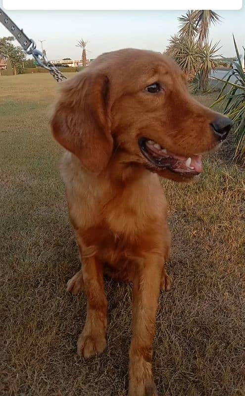 golden retriever male puppy for sale  discount ho jaye ga argand sale 0