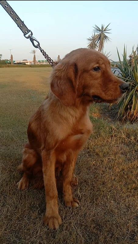 golden retriever male puppy for sale  discount ho jaye ga argand sale 1