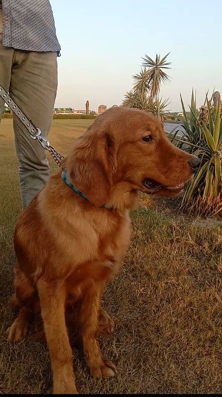 golden retriever male puppy for sale  discount ho jaye ga argand sale 2