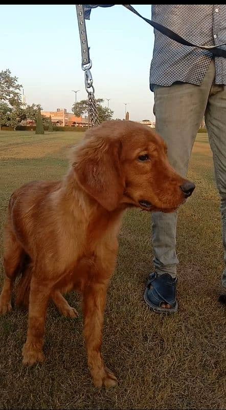 golden retriever male puppy for sale  discount ho jaye ga argand sale 5