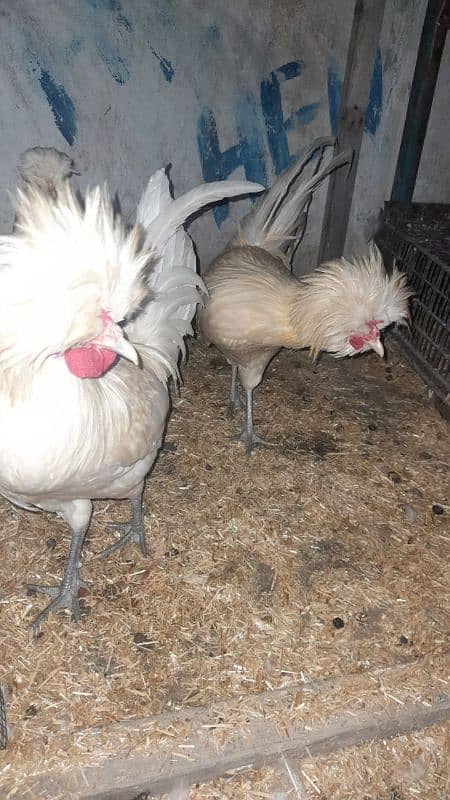 EGGS CHICKS AND BREEDERS DIFFERENT FOR SALE 0