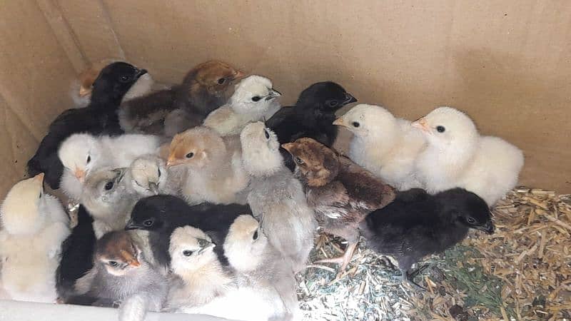 EGGS CHICKS AND BREEDERS DIFFERENT FOR SALE 2