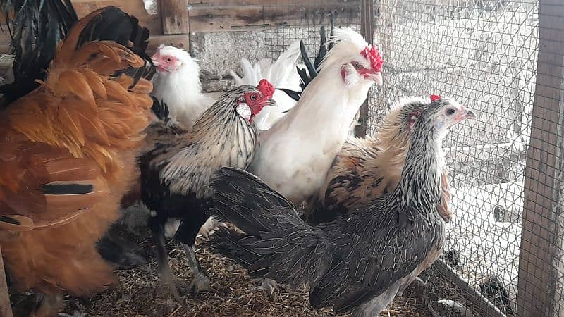 EGGS CHICKS AND BREEDERS DIFFERENT FOR SALE 4