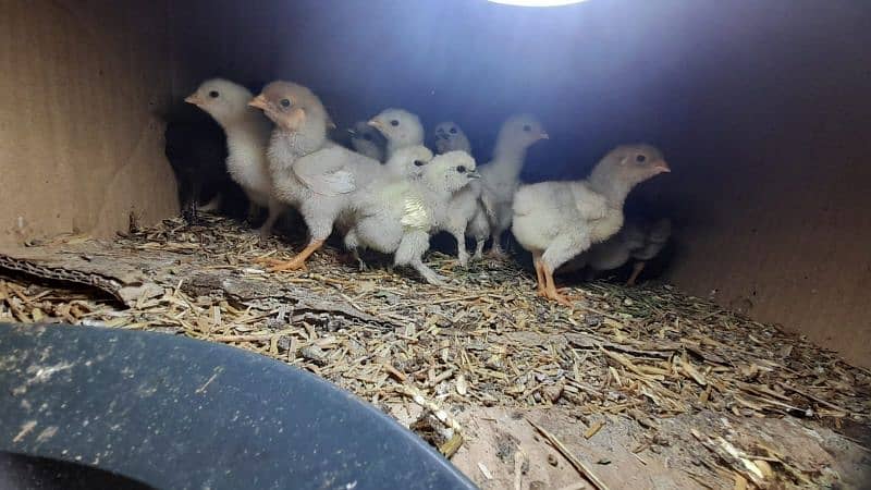 EGGS CHICKS AND BREEDERS DIFFERENT FOR SALE 5