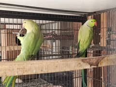 Bird green Bonded pair