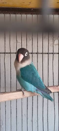 love bird lutino, Blue fishre male breeder