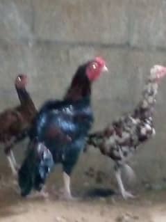 aseel murgha hen male female urgent sale