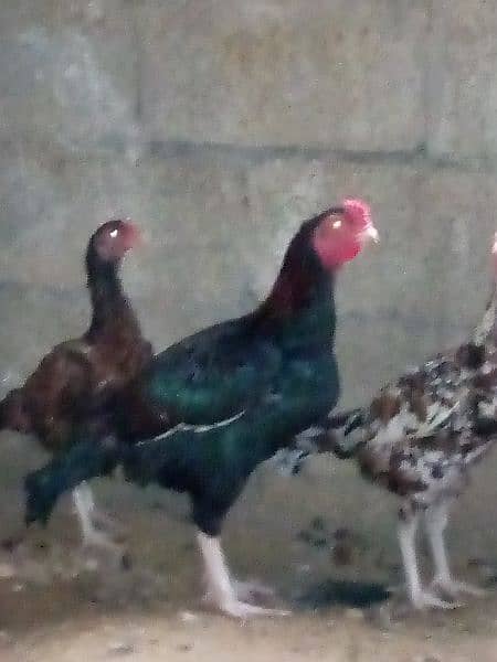 aseel murgha hen male female urgent sale 1