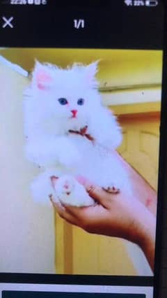 Persian cat for sale male or female my WhatsApp 0313=49=25=408