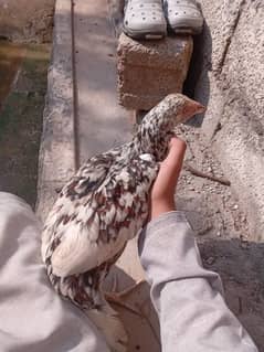 one black shamo female breed and 1 sindhi pathe