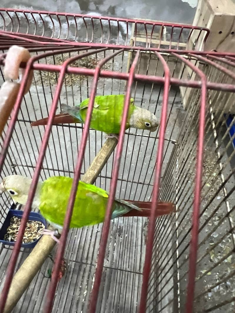  Breeder Pair of Pineapple Conure Parrots for Sale  0