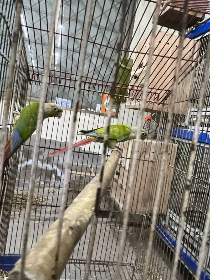  Breeder Pair of Pineapple Conure Parrots for Sale  1