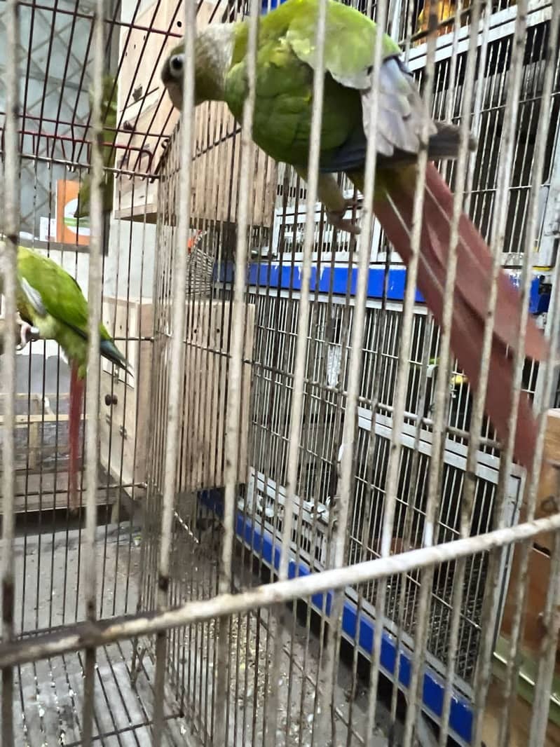  Breeder Pair of Pineapple Conure Parrots for Sale  2