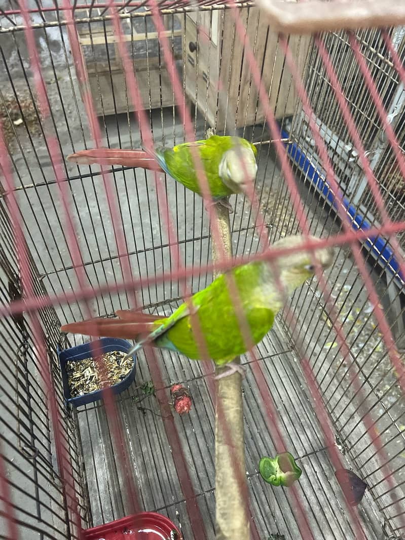  Breeder Pair of Pineapple Conure Parrots for Sale  4