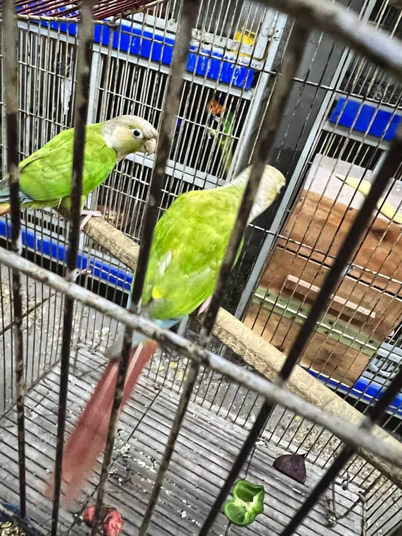  Breeder Pair of Pineapple Conure Parrots for Sale  5