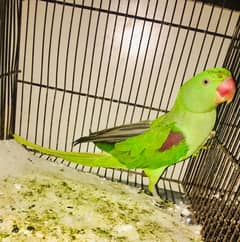 Raw parrot for sale