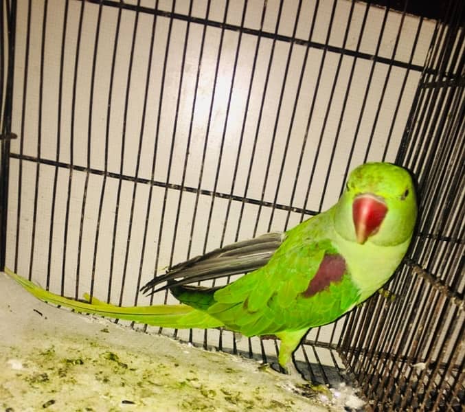 Raw parrot for sale 1