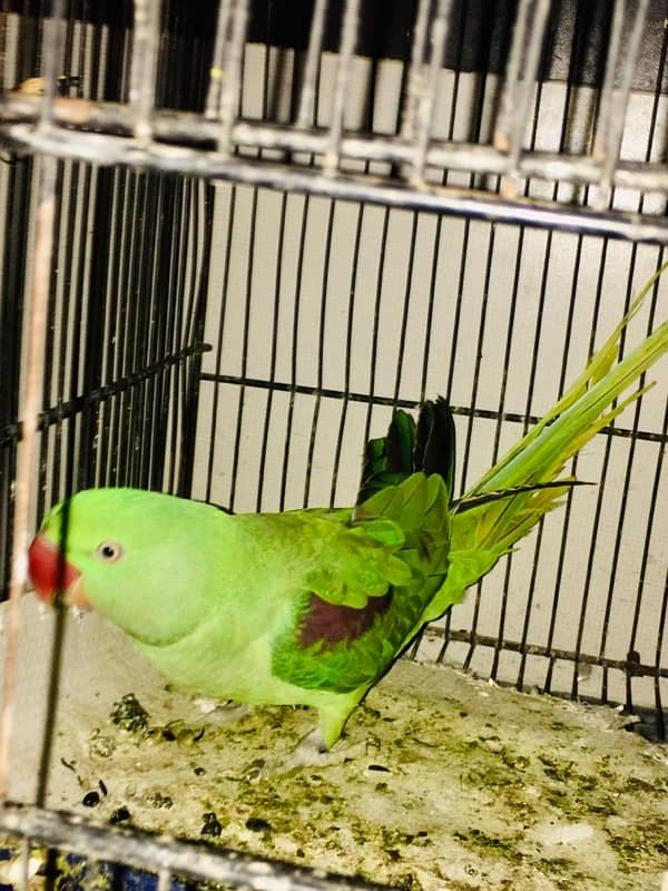 Raw parrot for sale 2