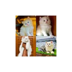 Persian hamalian british punch face piki face cat's and kitten's