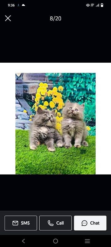 Persian hamalian british punch face piki face cat's and kitten's 14