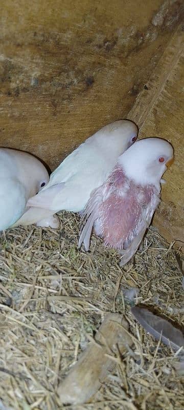 Albino Red eyes x Albino split ino pair with 1 red i chik 0