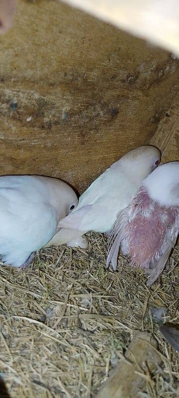 Albino Red eyes x Albino split ino pair with 1 red i chik 1