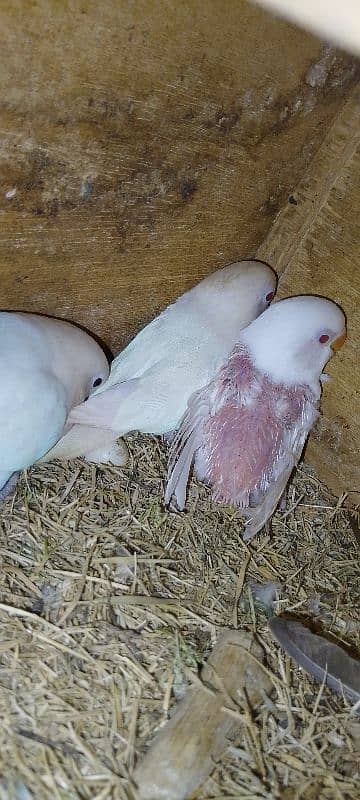 Albino Red eyes x Albino split ino pair with 1 red i chik 2