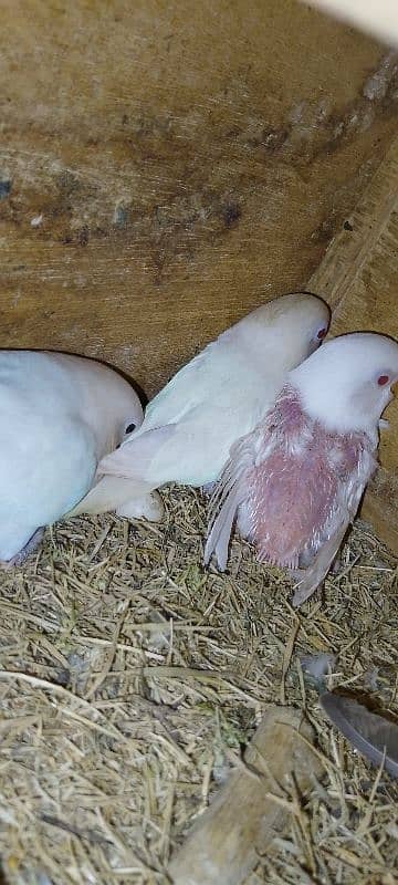 Albino Red eyes x Albino split ino pair with 1 red i chik 3